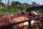 Bunches of harvested palm oil fruit in the Penajam area of East Kalimantan, Borneo, Indonesia.