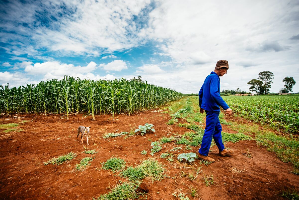 South Africa Economy: Agribusiness Confidence at 15-Year Low on