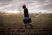 Trump’s Wage Cut for Foreign Labor Is a Gift to American Farmers