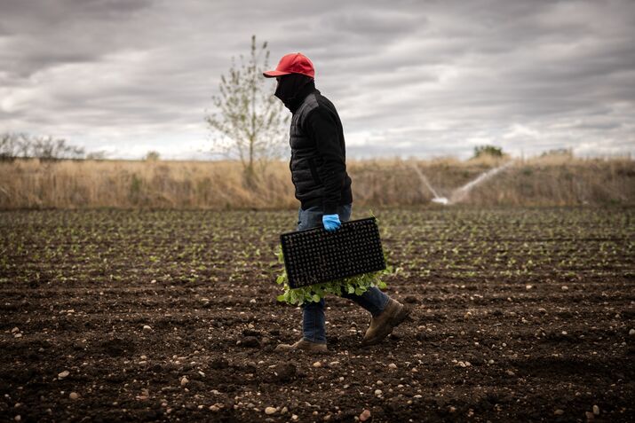 Trump’s Wage Cut for Foreign Labor Is a Gift to American Farmers