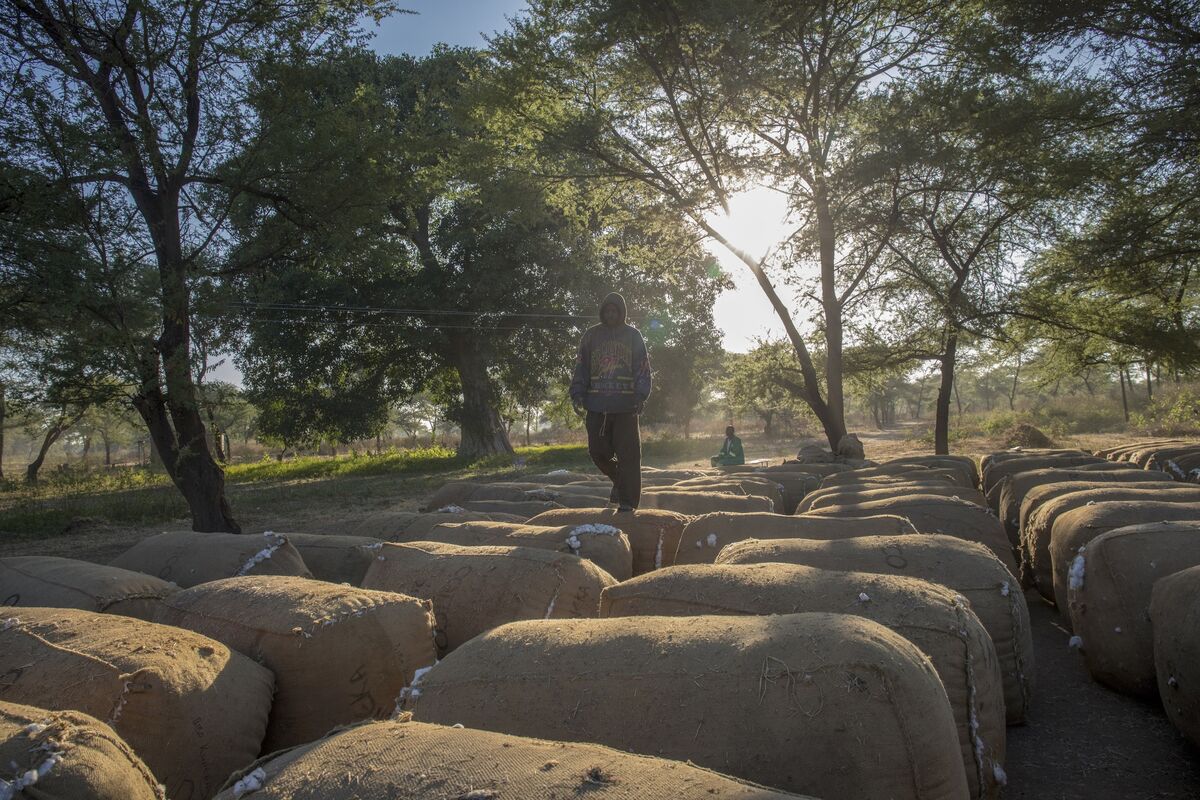 Next Africa: Zimbabwe’s Farming Boom Masks 20 Wasted Years - Bloomberg