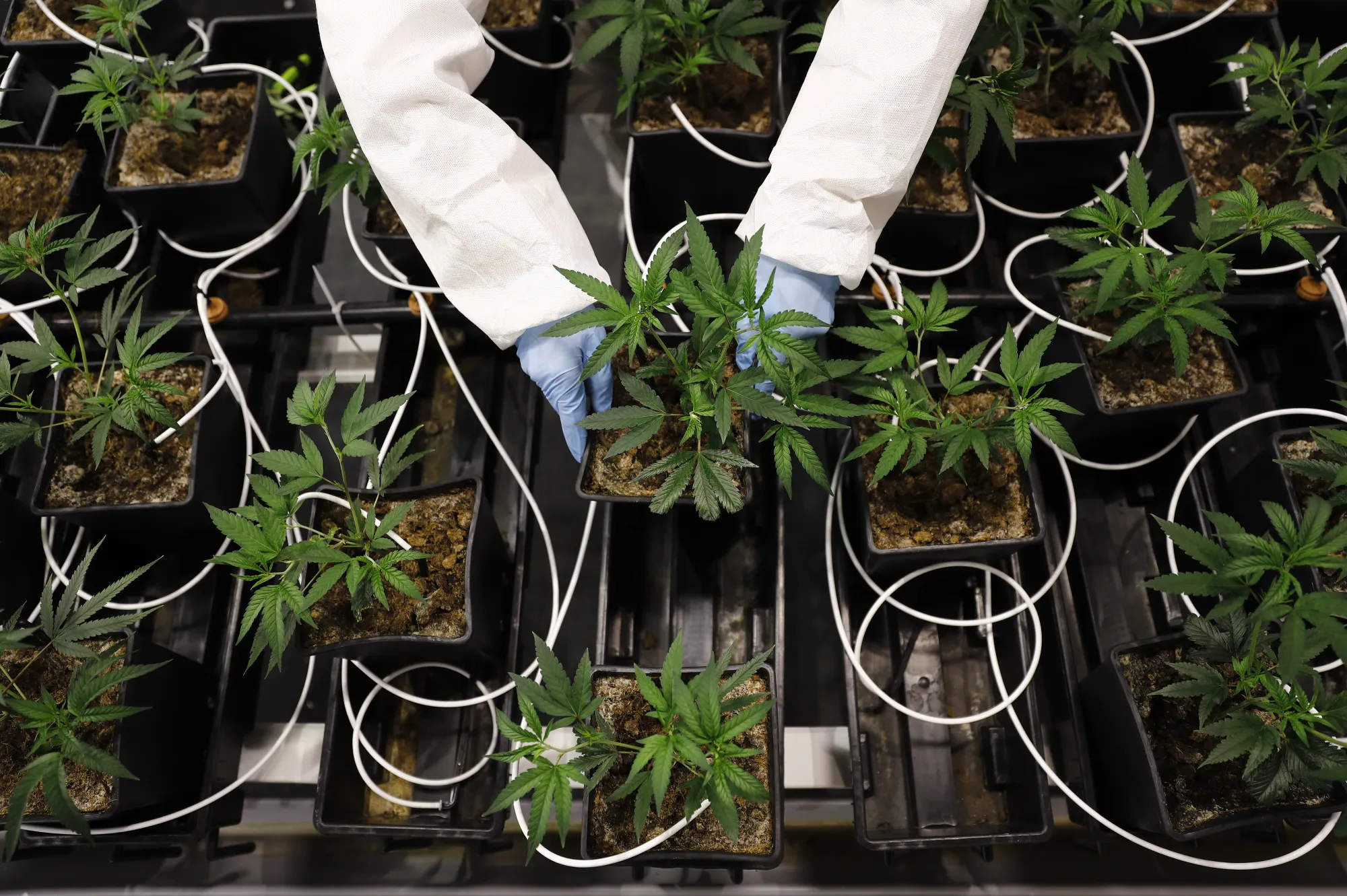 IntelGenx Soars With Tilray Deal Spurring Hope for Oral Film Drugs