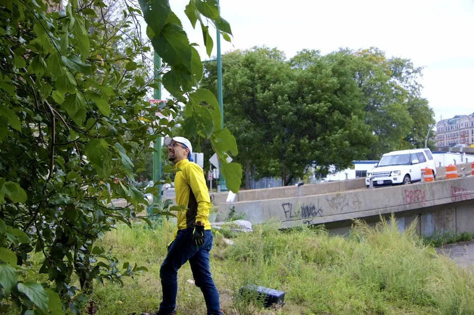 Geoscientist Dan Brabander inspects an apple tree near a main thoroughfare in Boston.