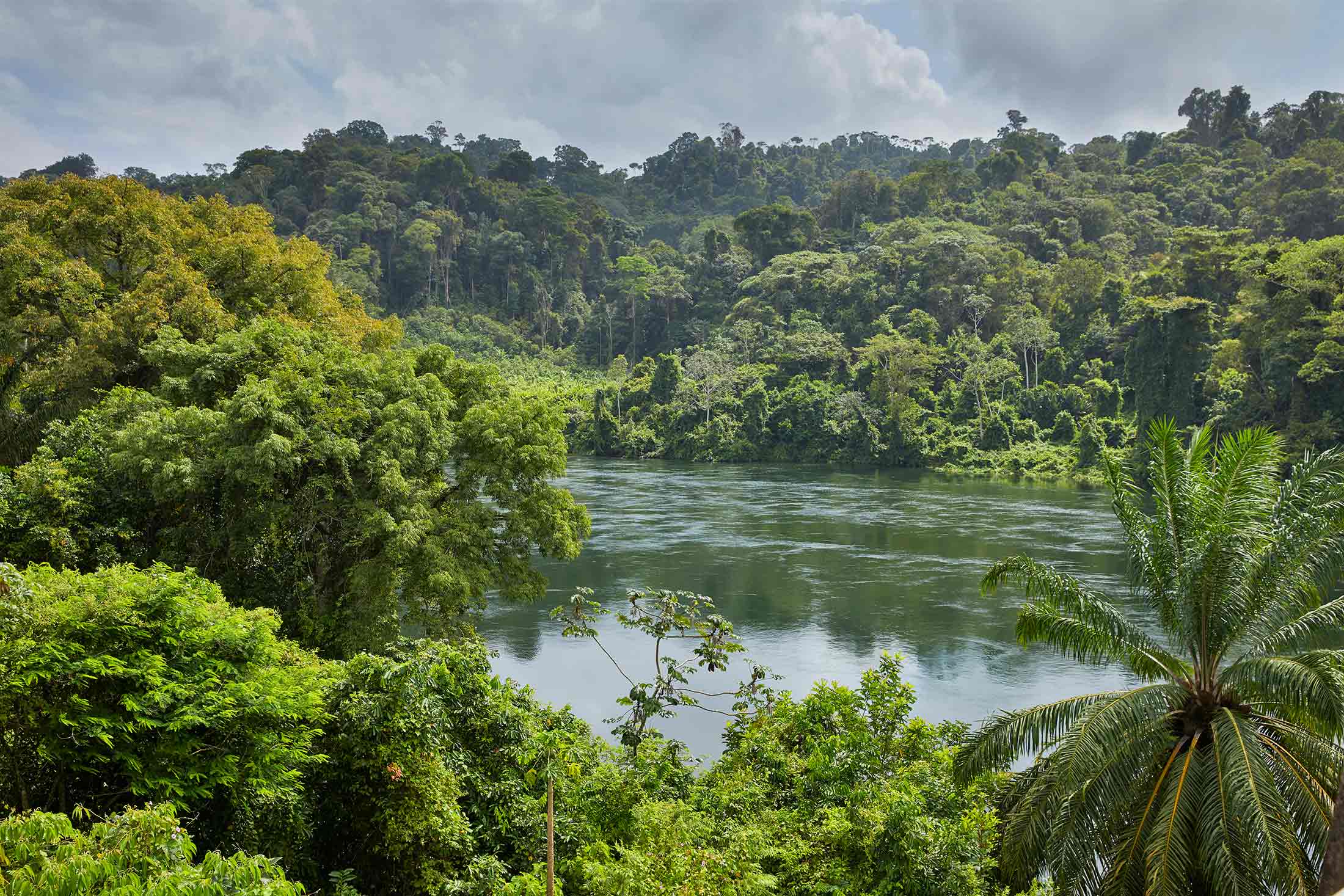 Tropical rainforest along the Suriname River.