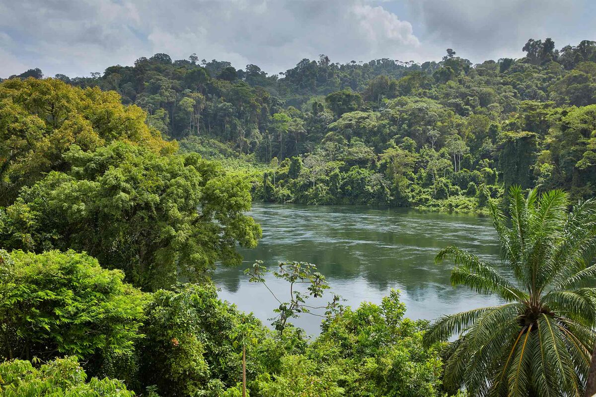 Тропические леса Суринама