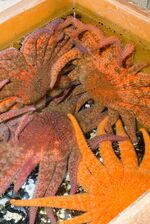Researchers at University of Washington’s Friday Harbor Laboratories are working to repopulate the ocean with captive-bred sunflower sea stars after a disease magnified by a warming ocean killed nearly 91% of the global population&nbsp;that stretched from Mexico to Alaska.