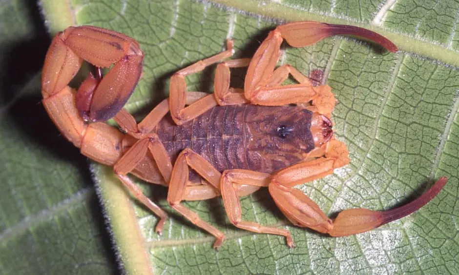 As temperatures in Brazil climb, dangerous yellow scorpions are moving into cities like São Paulo.