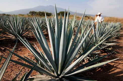 Tequila agave plants, also known as blue agave, grow in a field in Guadalajara, Mexico.