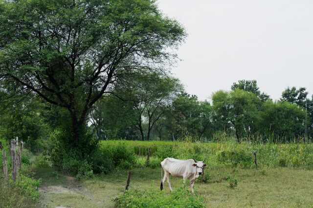 A farm on the outskirts of Gonda.