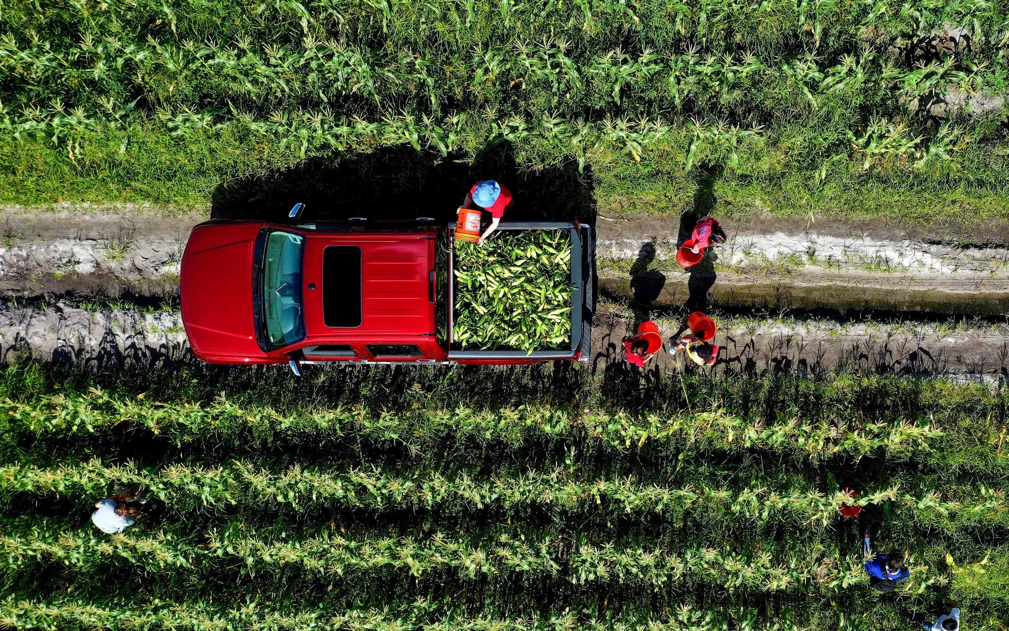 An oversupply of crops.