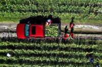 An oversupply of crops.