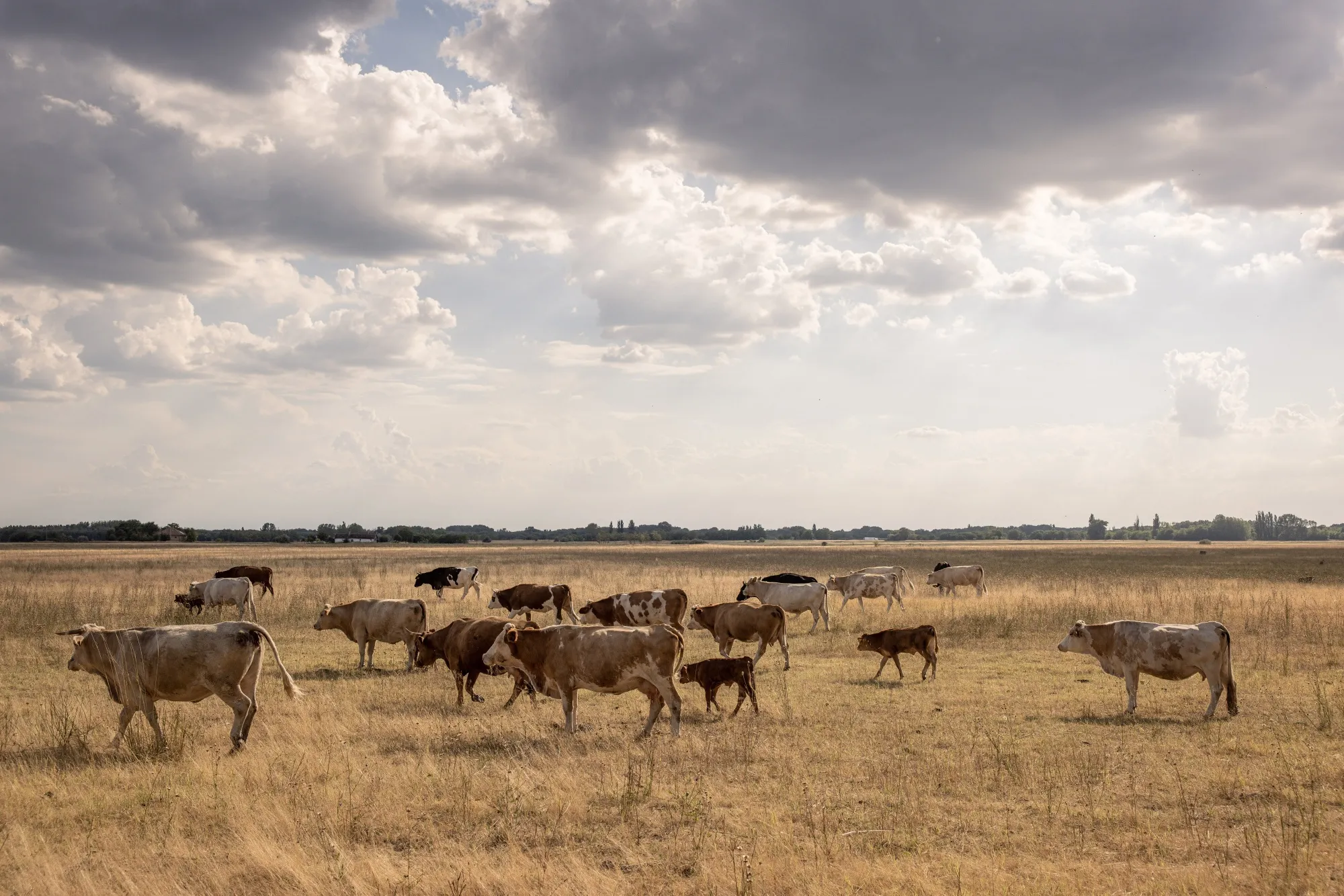 Cattle graze on dried grassland near Fulophaza, Hungary.
