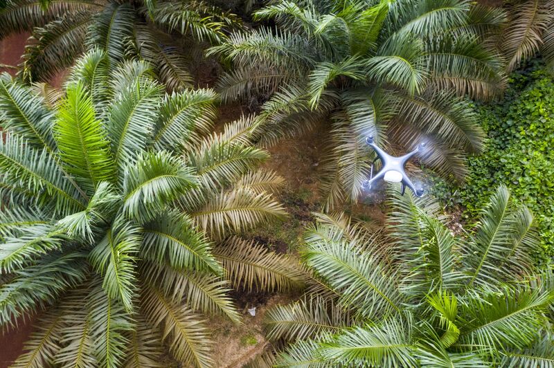 Business Booms for Drones as Oil-Palm Farmers Go Hi-Tech