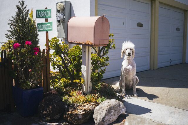 Finnegan the doodle sits next to a pink mailbox with a labrador and goldendoodle street sign in Manhattan Beach, California.