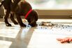 Cute puppy eating from its plate