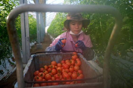 Humans Are Beating Robots to the Jobs on Japanese Farms