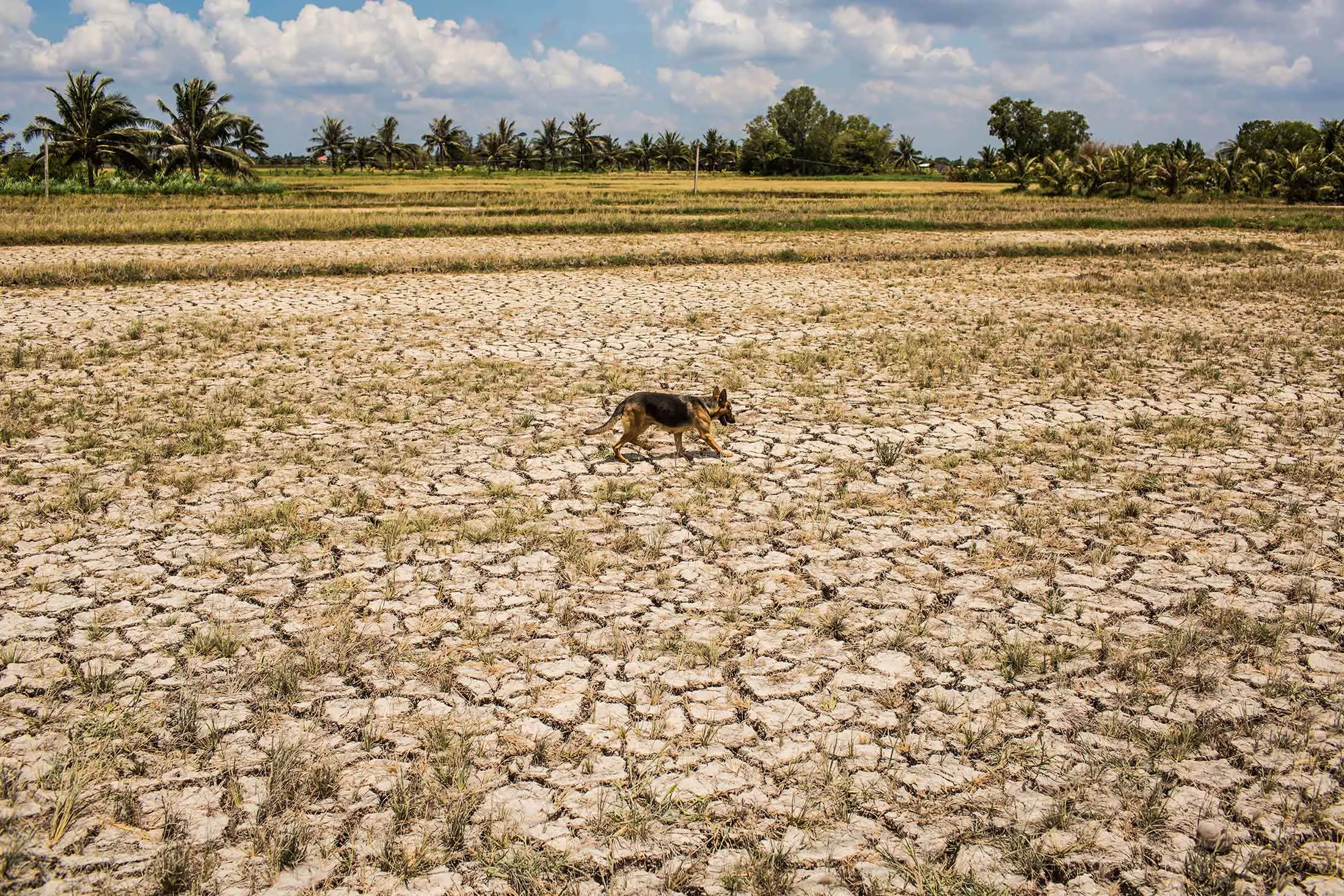 A drought hit plot of land in Vietnam.

