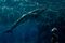 TOPSHOT-ITALY-HEALTH-VIRUS-AQUARIUM "data-native-src =" https://assets.bwbx.io/images/users/iqjWHBFdfxIU/ib3yguwWBvSk/v1/-1x-1.jpg "class =" lazy-img__image image "data-img-type ="