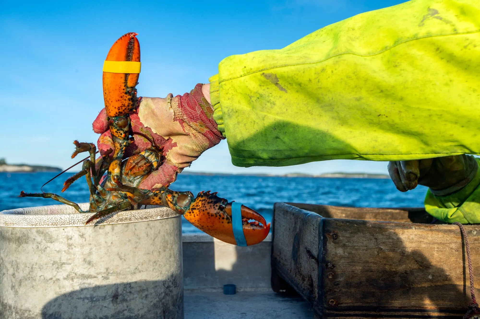 A fisherman places a lobster in the hold&nbsp;in Penobscot Bay, Maine.