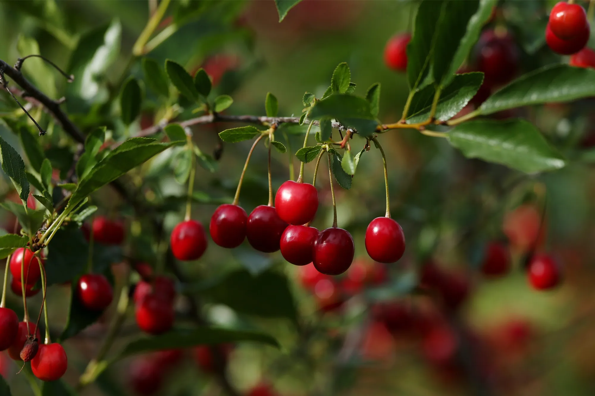 Operations During A Cherry Harvest