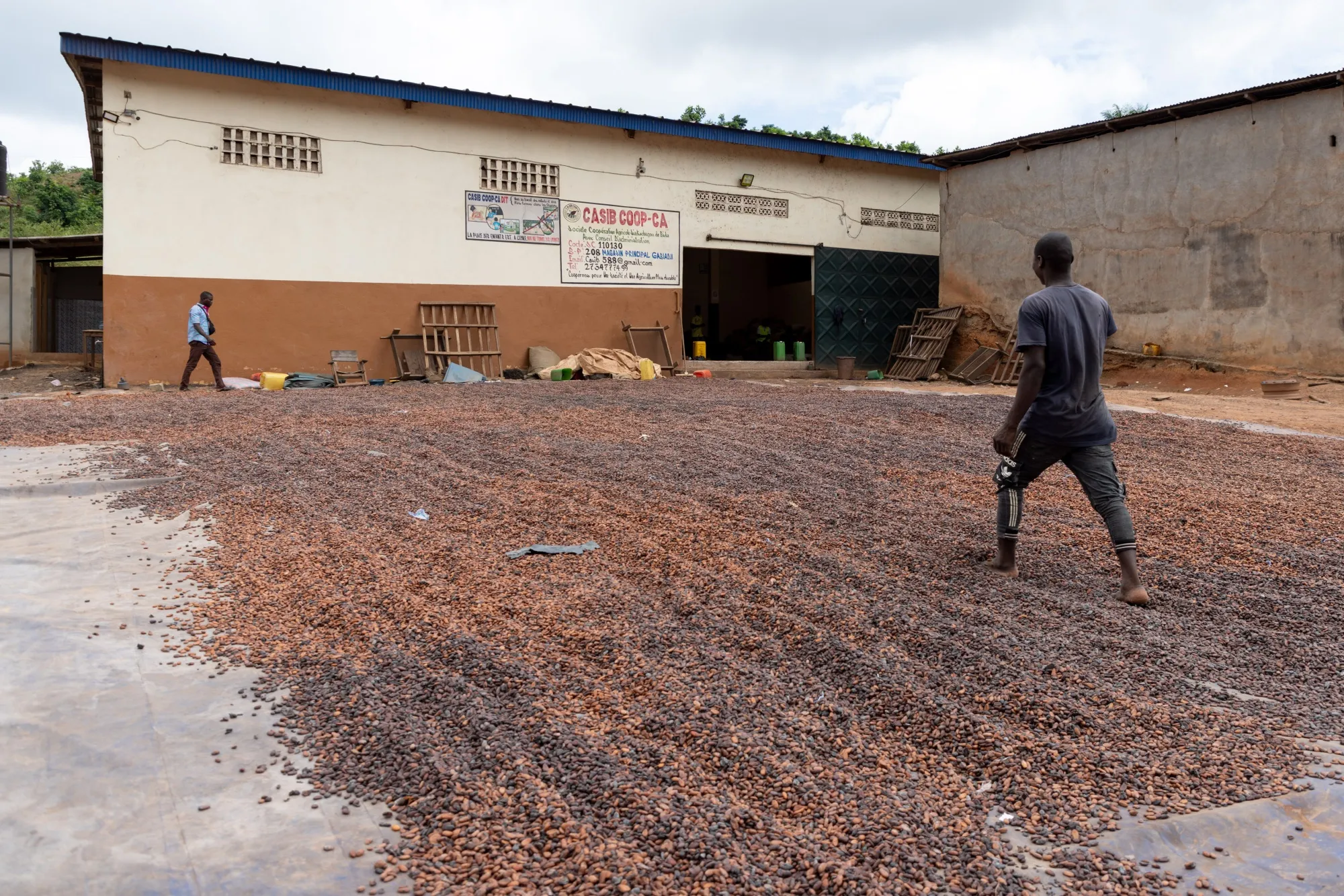 Cocoa beans dry outside at the Casib Coop-CA in Gabiadji.