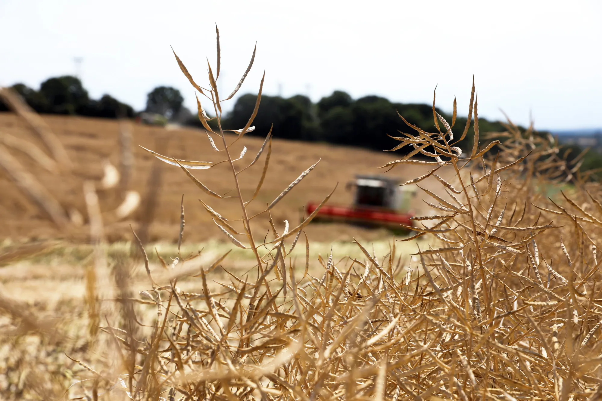 A&nbsp;combine harvester cuts a field of rapeseed in the U.K. Major crops&nbsp;are expected to be smaller due to dry conditions.