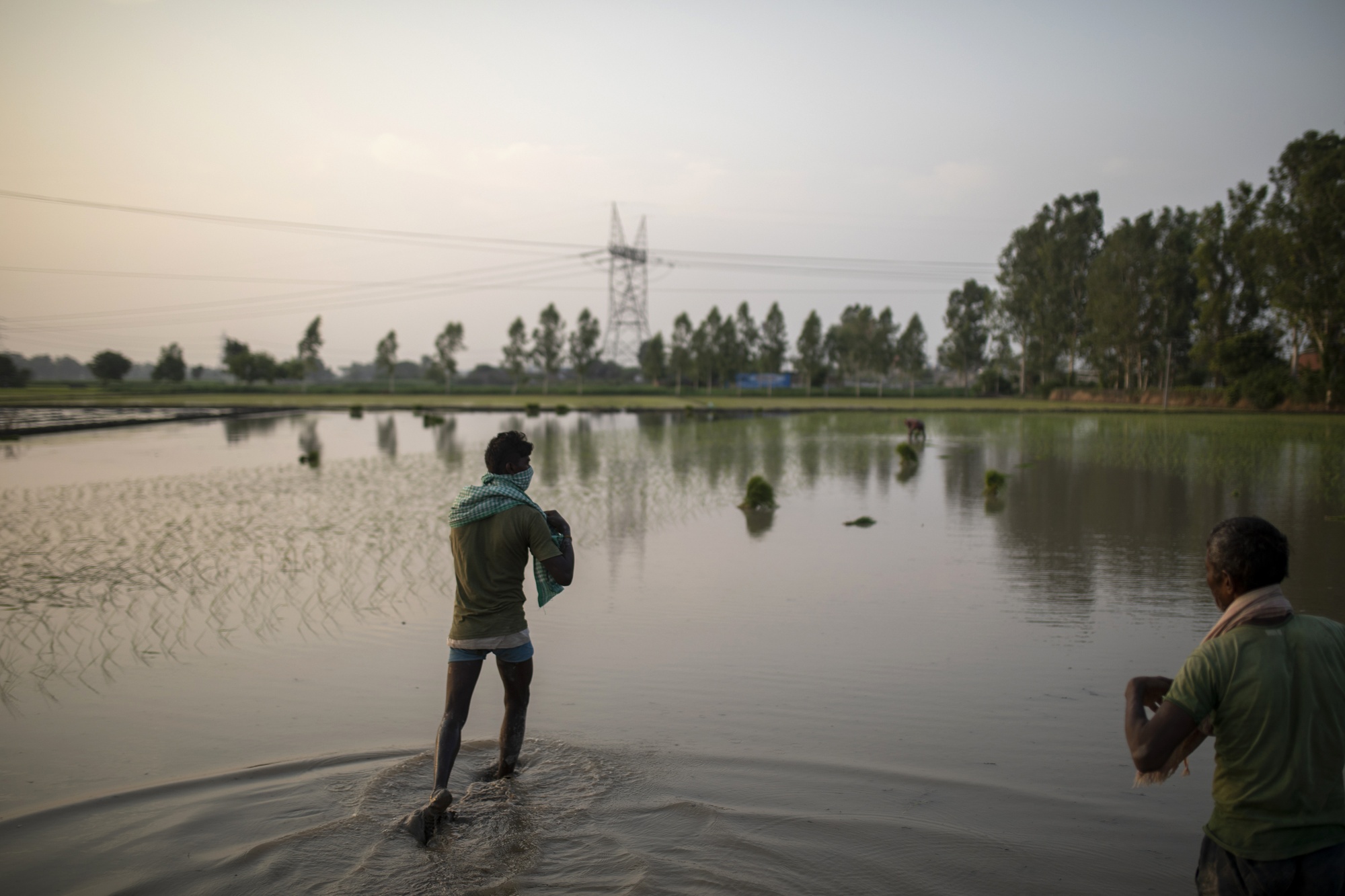 A farmhand&nbsp;wades through&nbsp;a rice&nbsp;field that has been flooded&nbsp;in the Karnal district&nbsp;of Haryana, on June 26.