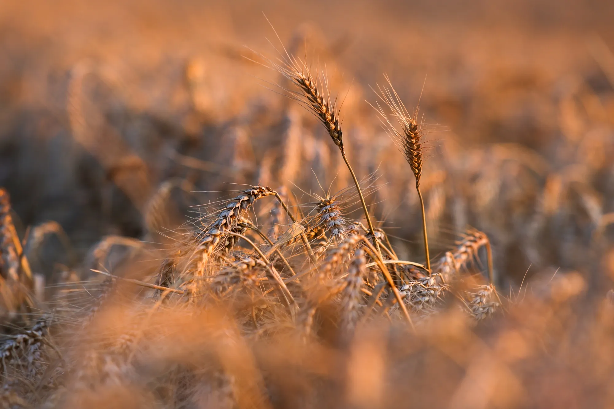 U.K. Wheat Harvest As Global Crop Prices Jump
