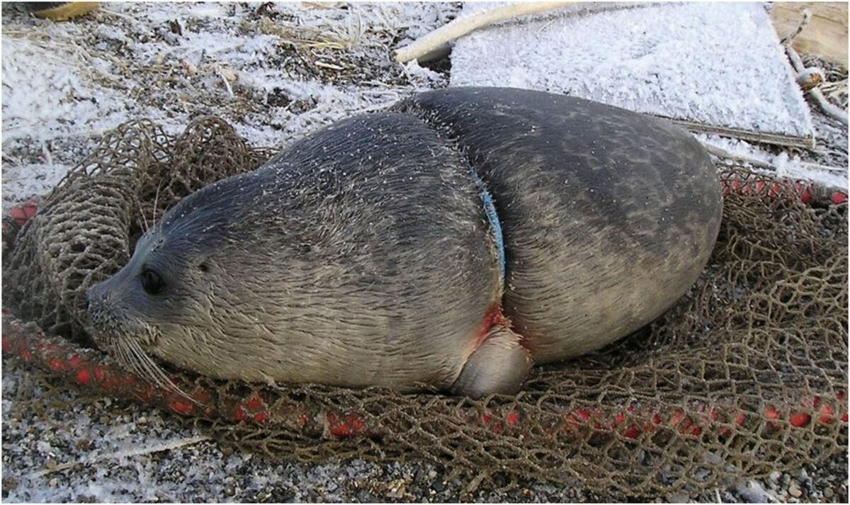Plastic Packing Bands Are Strangling Seals and Sea Lions - Bloomberg
