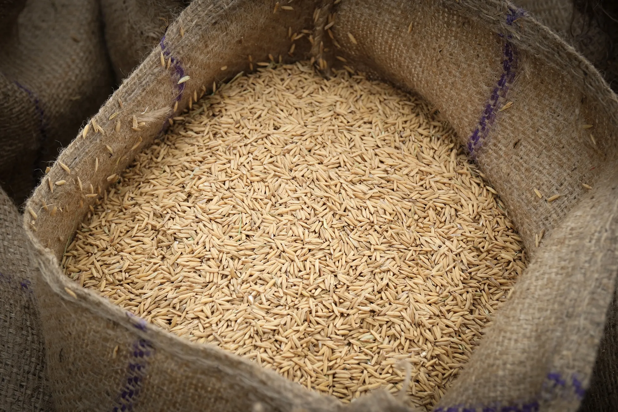 India Allots $142 Billion for Free Grains to 800 Million People - Bloomberg
