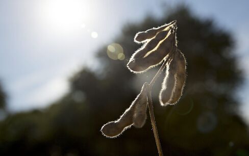 1472718603_soybean