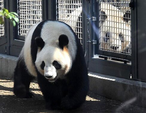上野動物園のジャイアントパンダ