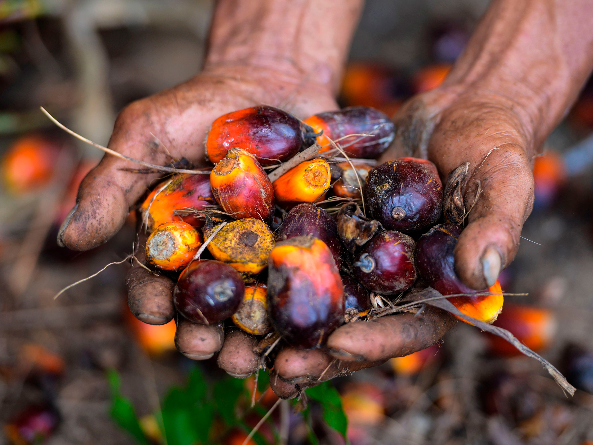 Indonesia Plans to Stop All Crude Palm Oil Exports Eventually - Bloomberg