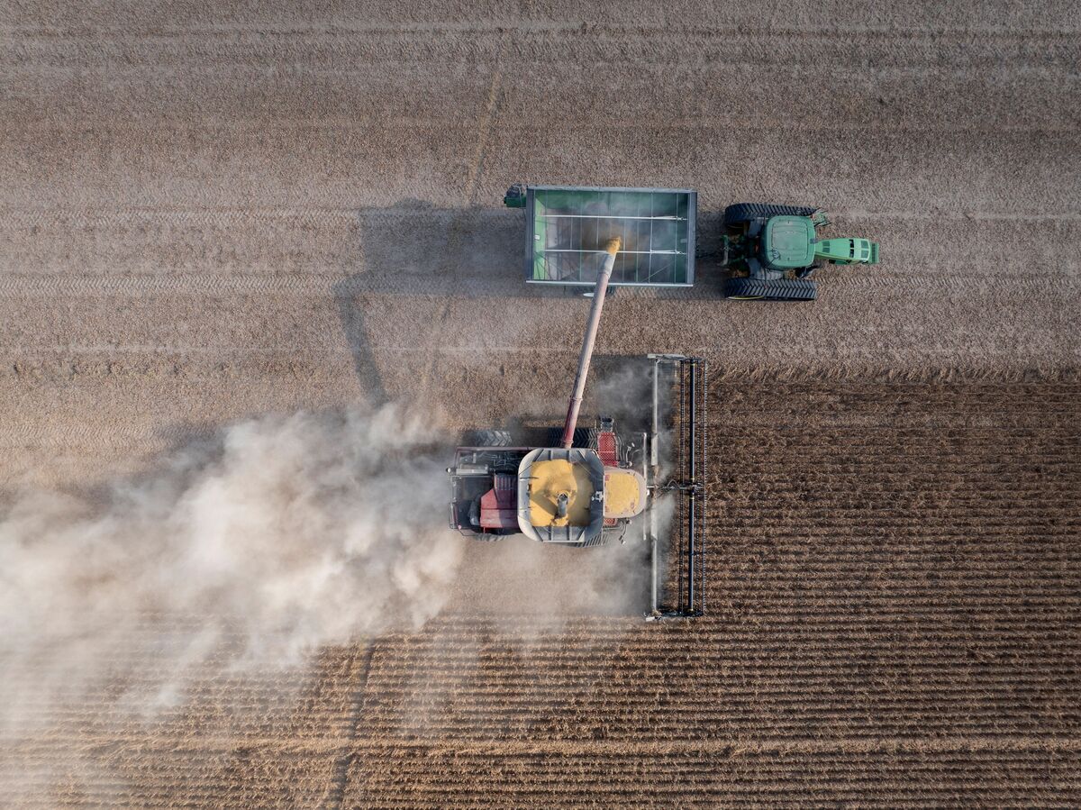 China Buys More US Soybeans as Purchasing Spree Gathers Pace