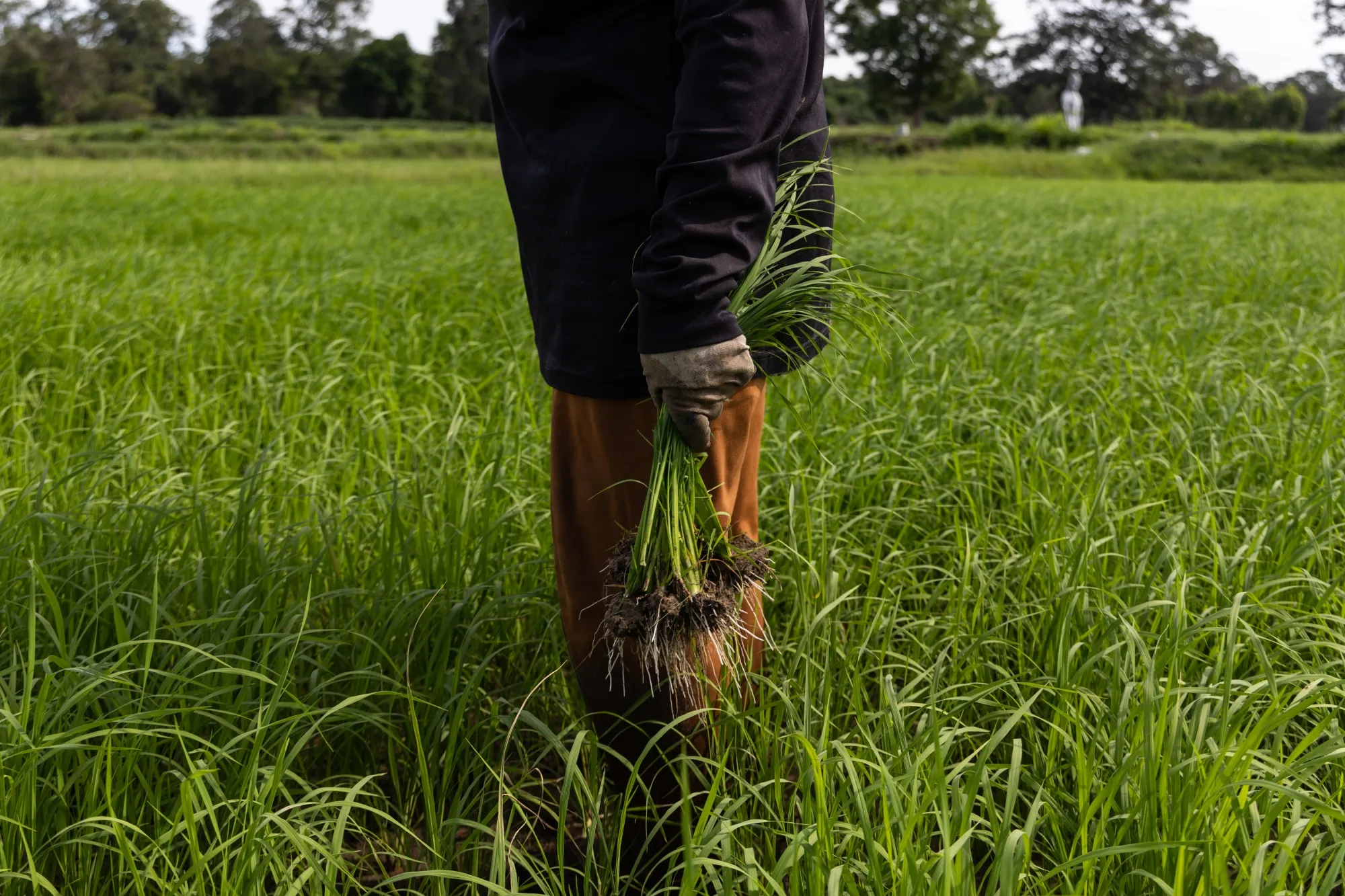 Below-average rainfall in Thailand could even threaten the nation’s position as the world’s second-biggest supplier of rice. 