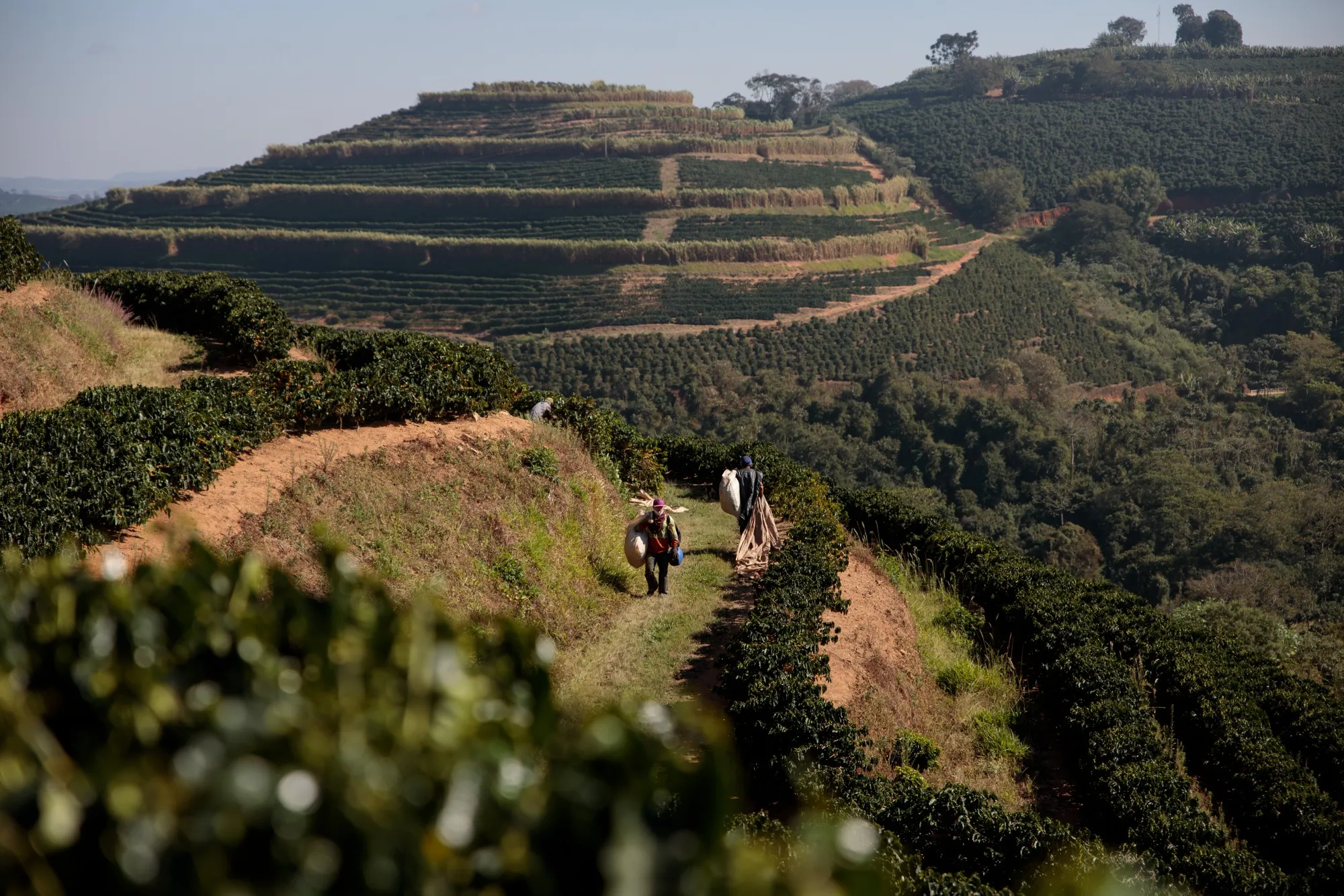 Workers harvest coffee on a farm in Guaxupe, Minas Gerais state, Brazil.