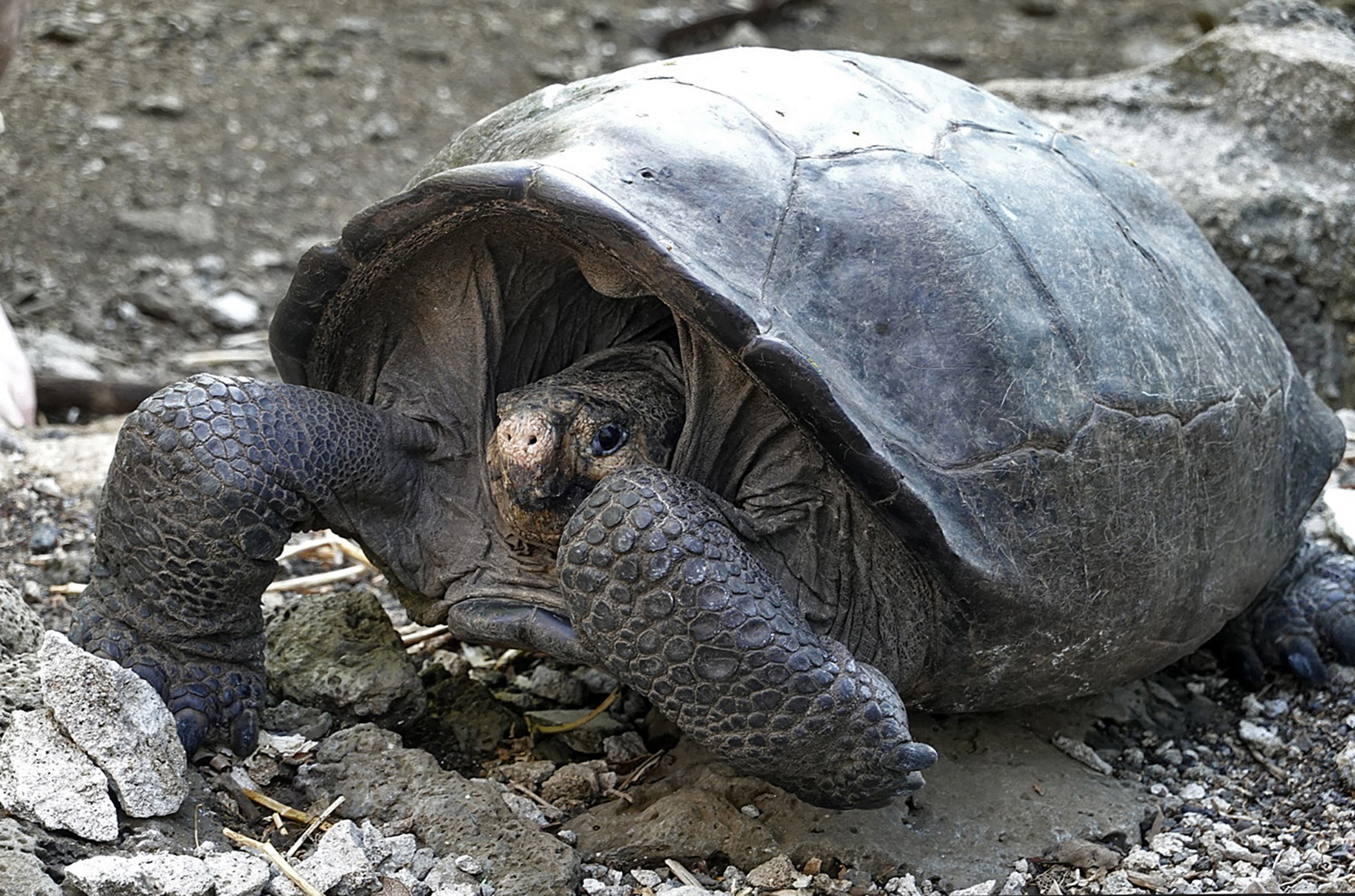 Черепахи живут 300. Абингдонская слоновая черепаха. Галапагосская слоновая черепаха. Галапагосские острова черепахи. Гигантская черепаха восмера.