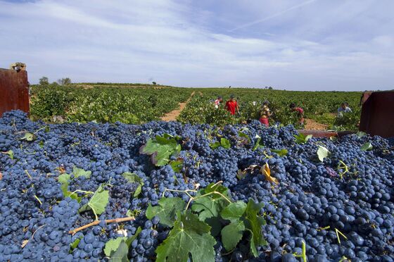 Iniesta’s Vineyard Flourishes as He Retires From Spanish Soccer