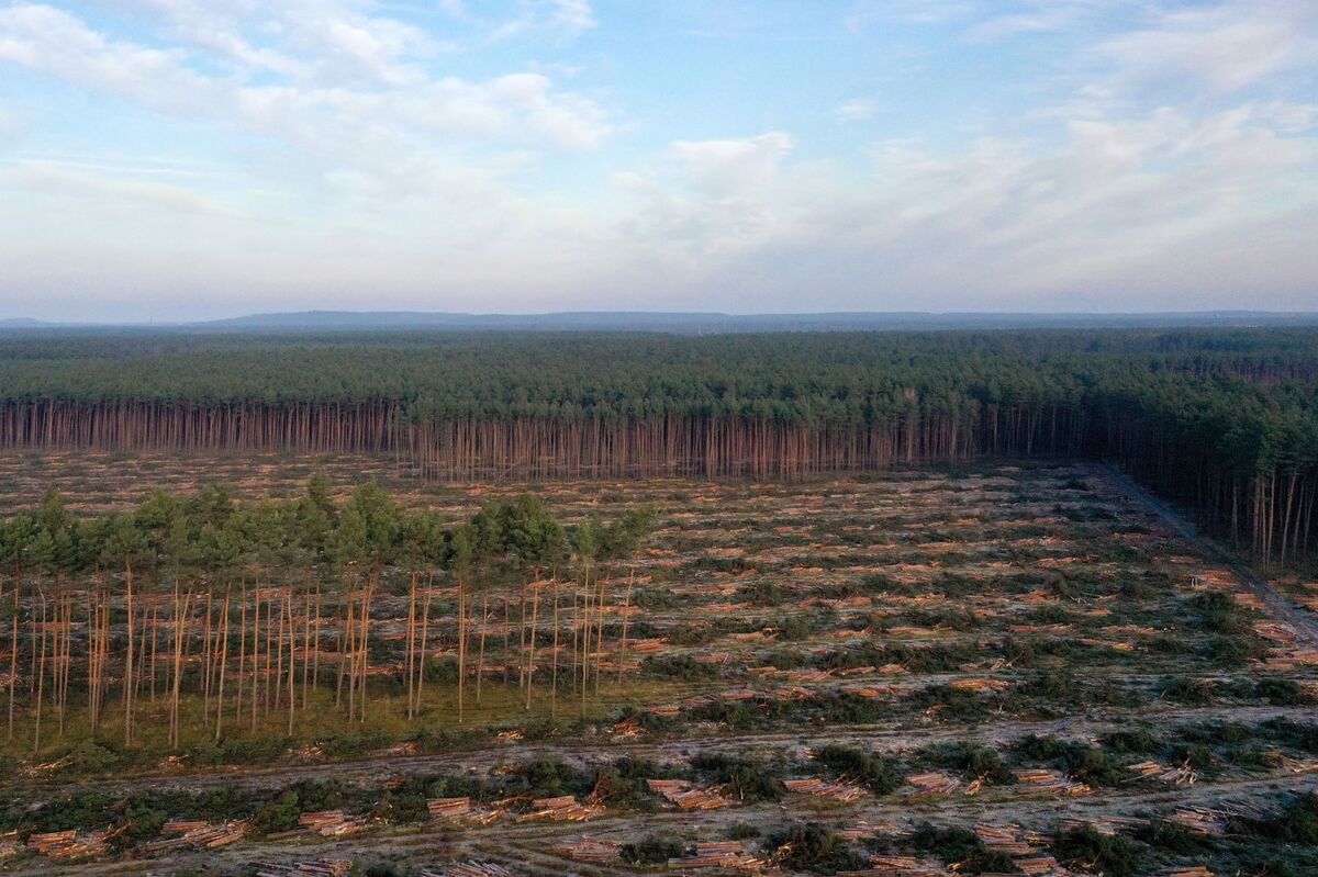 EU Reaches Deal on One-Year Delay to Deforestation Regulation