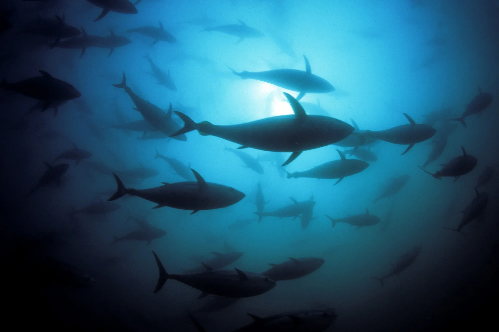Southern bluefin tuna in a holding pen.