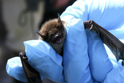 Bat-Killing Fungal Disease Has U.S. Lumber Firms Fighting States