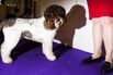 Inside The Westminster Kennel Club Dog Show