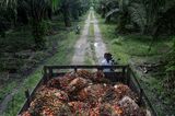 Operations at a Palm Oil Plantation in Malaysia