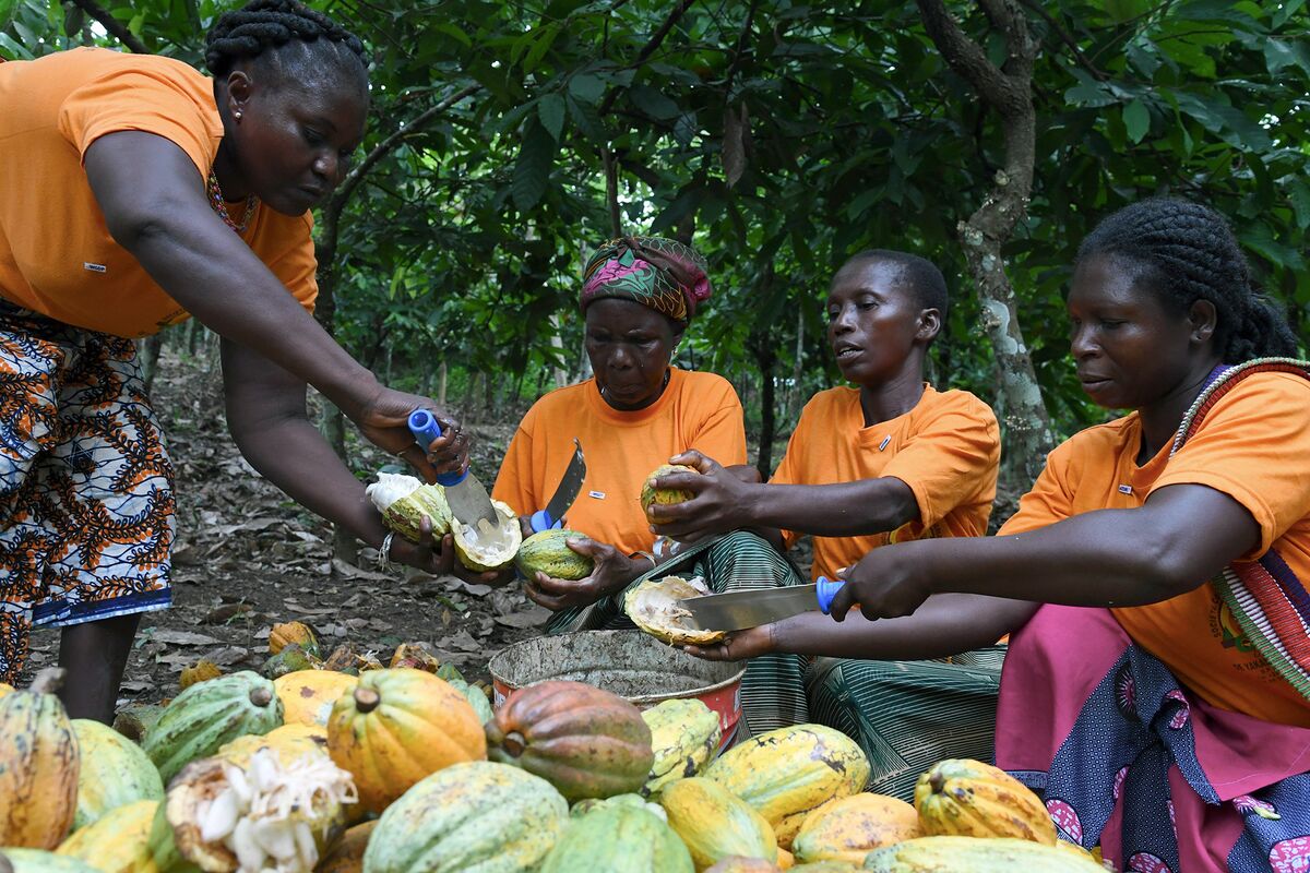 Ivory Coast Says Minimum Cocoa Price Needed to Draw New Growers Bloomberg