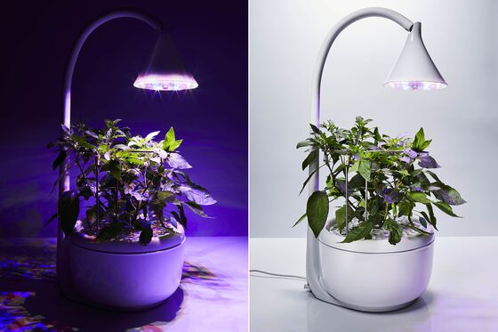 This Tiny Device Can Grow Your Salad Ingredients in 20 Days