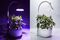 relates to This Tiny Device Can Grow Your Salad Ingredients in 20 Days