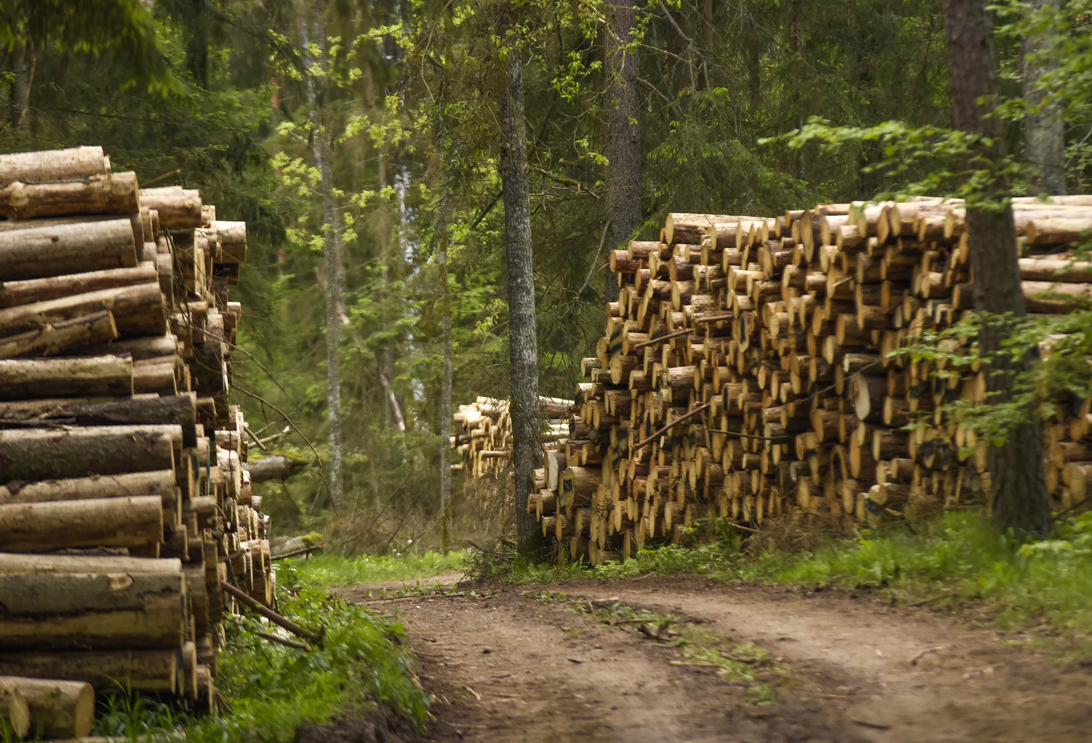 Logging in the Bialowieza&nbsp;forest