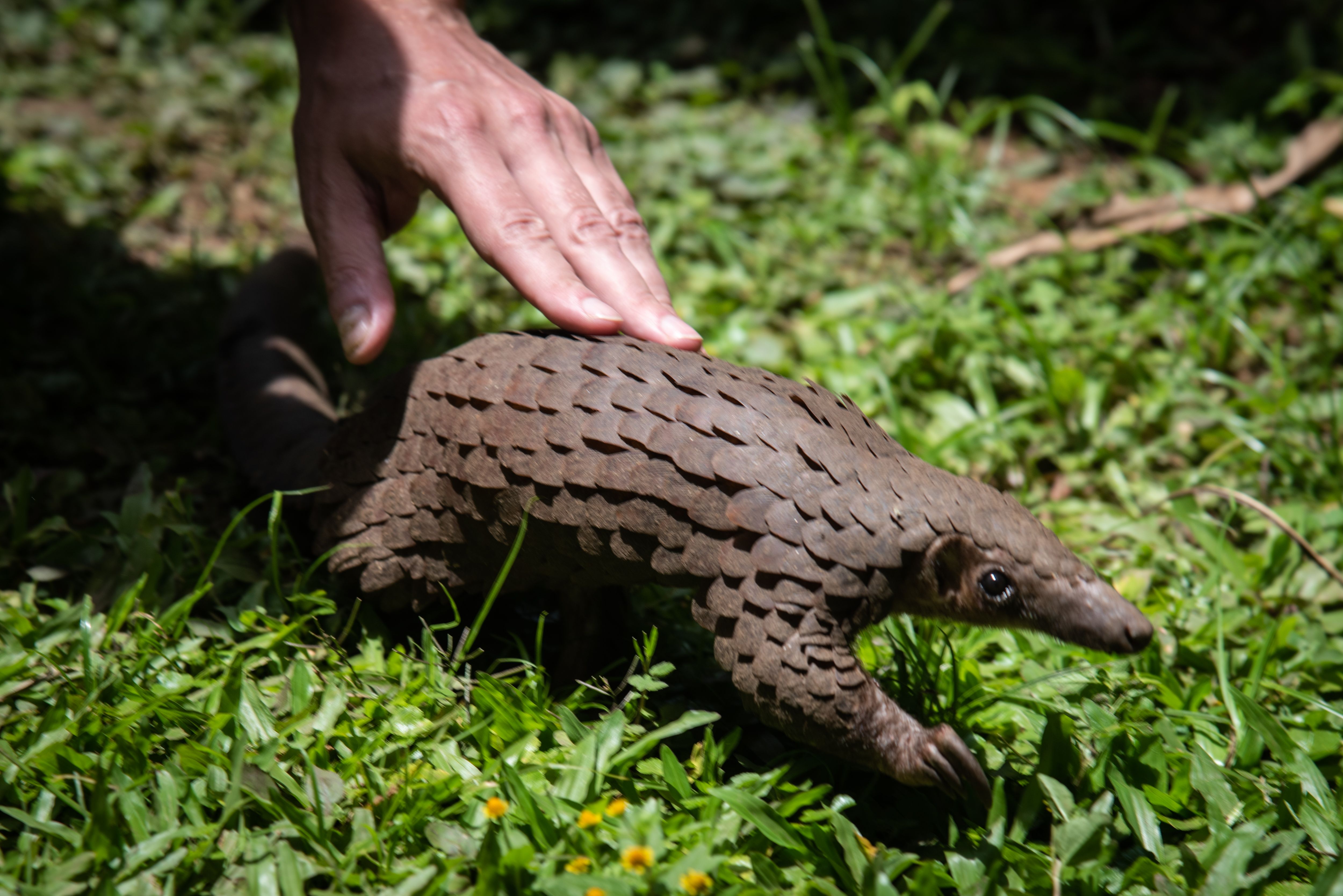 This white-bellied pangolin was rescued from animal traffickers.