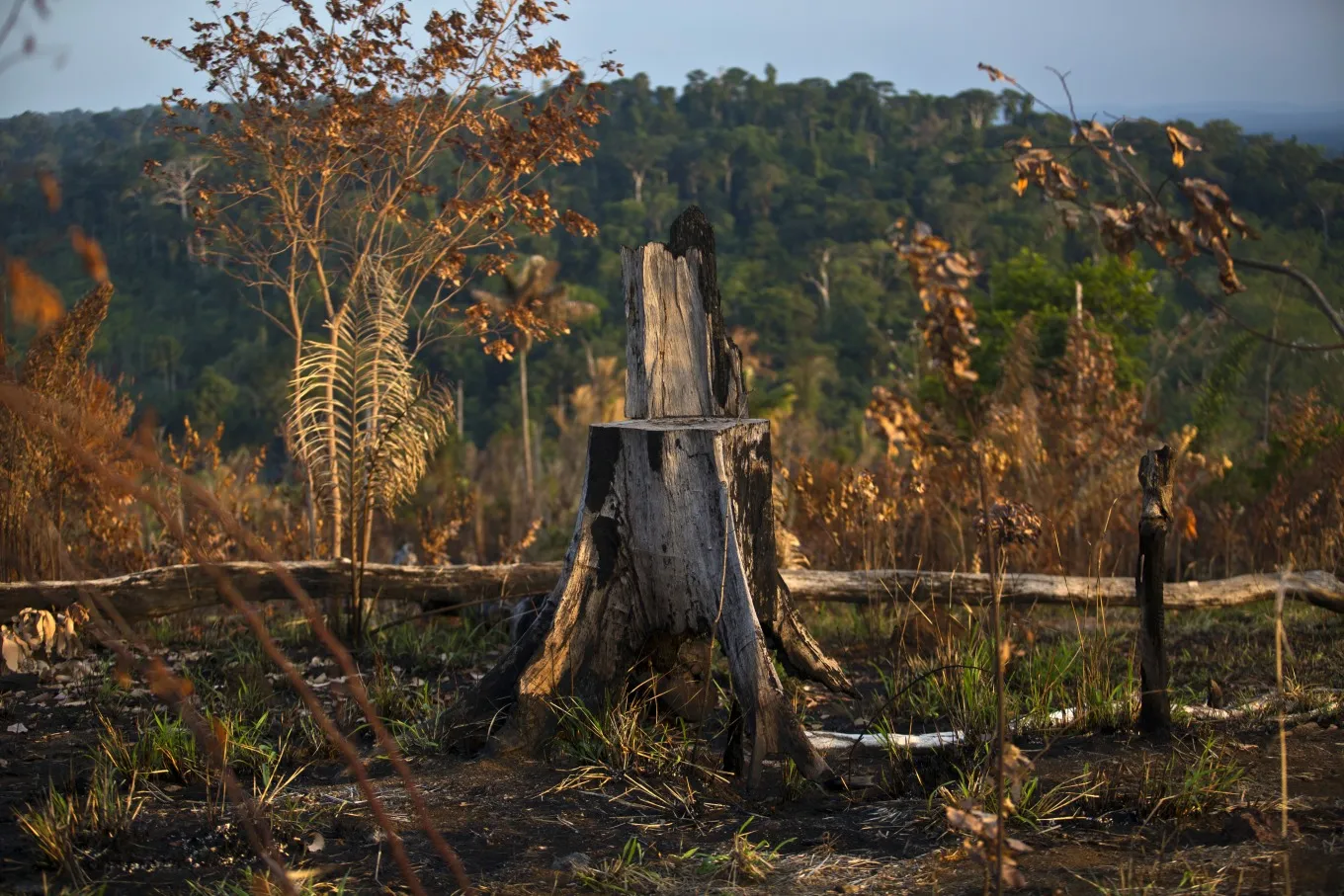 A tree stump in the Amazonian state of Para, near Belo Monte, Brazil.