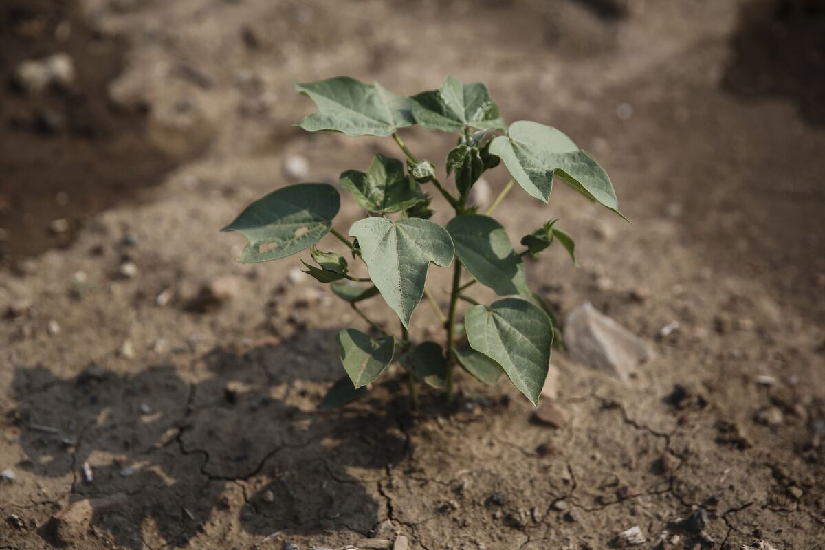 Bayer Seeks Approval for Commercial GMO Cotton Farming in Kenya Bloomberg